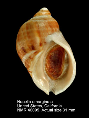 Nucella emarginata.jpg - Nucella emarginata(Deshayes,1839)